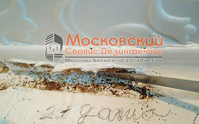 уничтожение клопов в Сергиеве Посаде