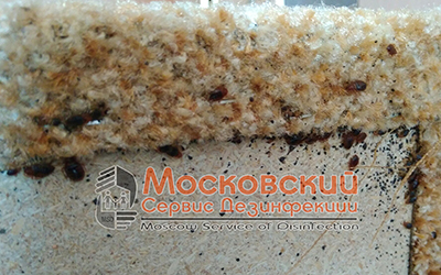 клопы в диване Сергиев Посад