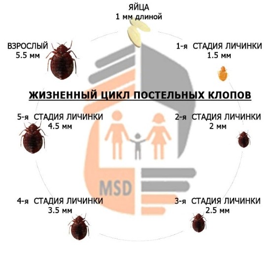 дезинфекция клопов в Сергиеве Посаде